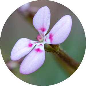 Flowers_Stylidium amabile